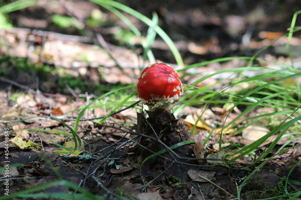 Close-up shot of a mushroom in the forest Close-up shot of a mushroom in the forest