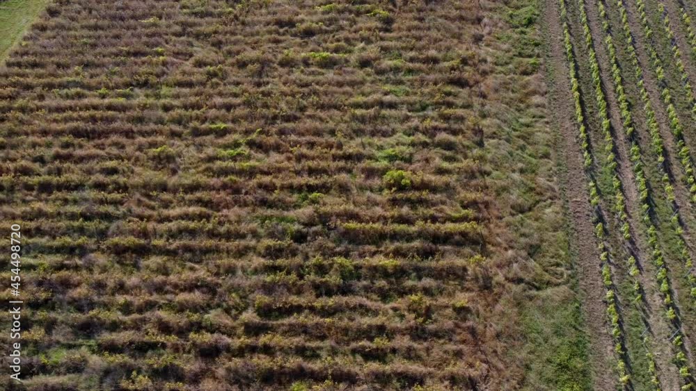 Aerial view Bordeaux Vineyard, fallow and disease-ridden vineyards alongside healthy vines, risk of mildew and flavescence doree in neighbouring parcels, High quality 4k footage