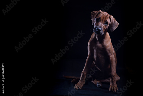 Rhodesian Ridgeback auf Schwarz  Hundewelpe  Hundeblick