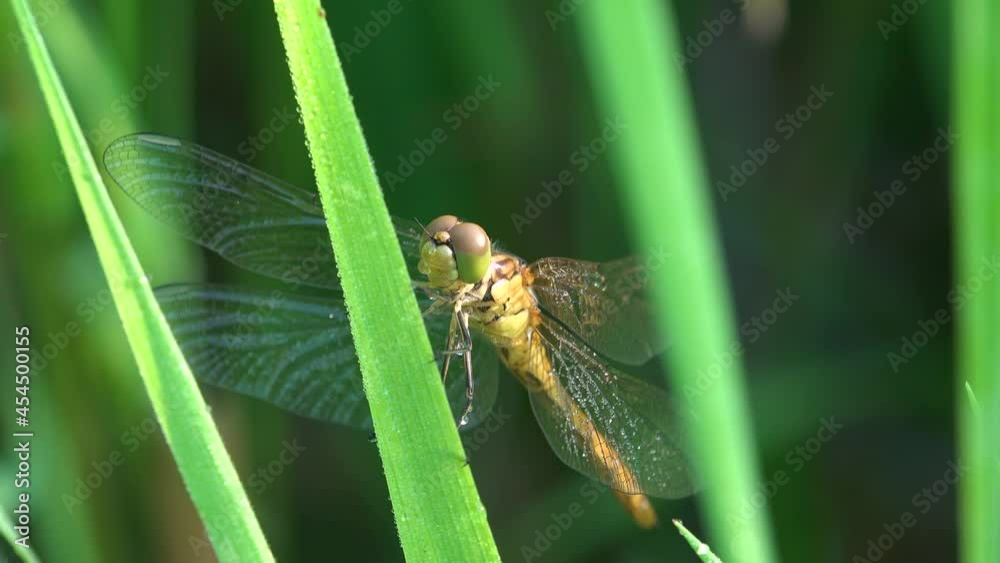 Young newly born dragonfly (emperor dragonfly or blue emperor) (Anax imperator) with big eyes among grass stalks. View macro insect in wildlife