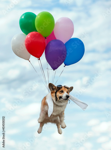 cute corgi dog in a pilot costume flies balloons high in the blue sky