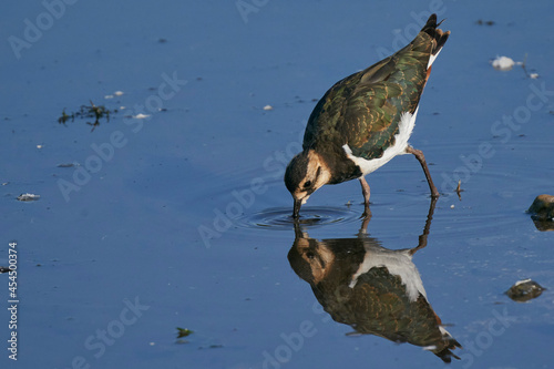 Lapwing (Vanellus vanellus) drinking from a shallow lake at Langford Lakes Nature Reserve in Wiltshire, England, United Kingdom photo