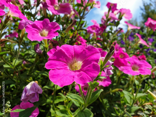pink flowers in the garden (pink petunia)