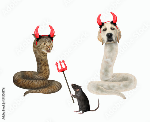 Dog labrador and cat are snakes near rat