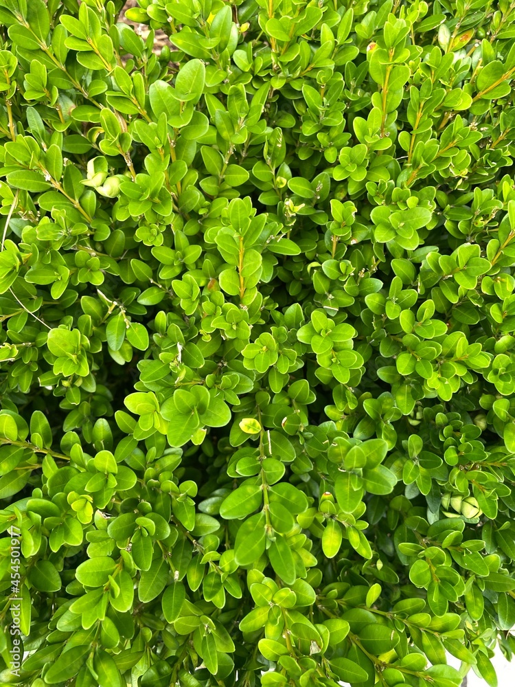 Fototapeta premium Closeup of Boxwood hedge
