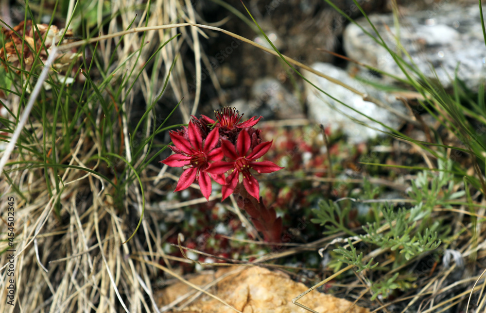 Houseleek Sempervivum on a meadow in the mountains Houseleek Sempervivum on a meadow in the mountains