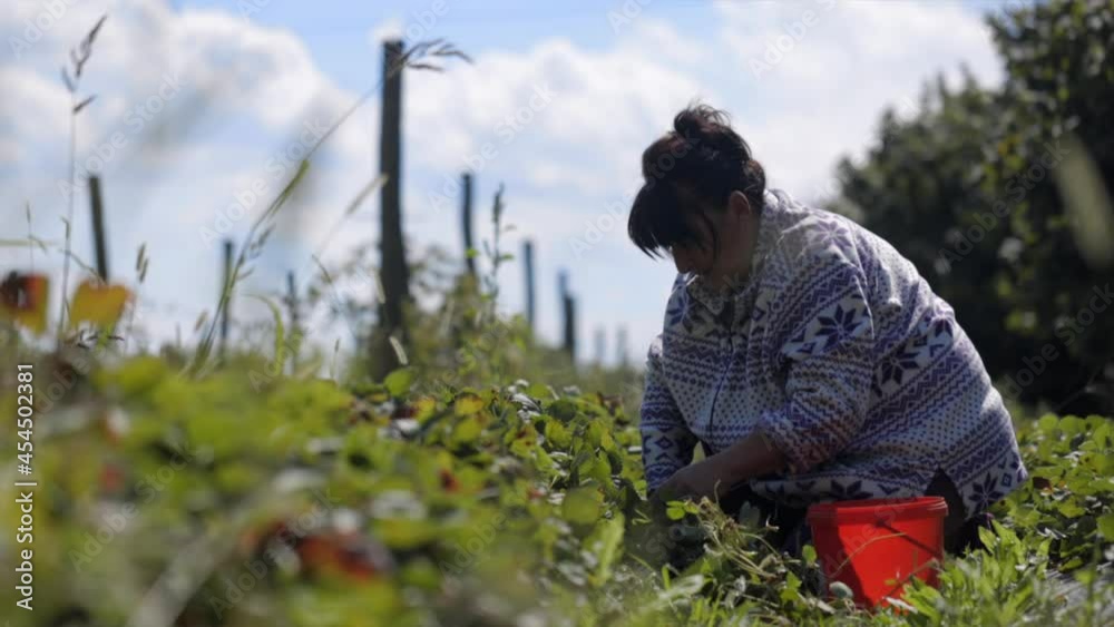 Senior woman removing weeds from garden bed. Plucking weeds in the ...