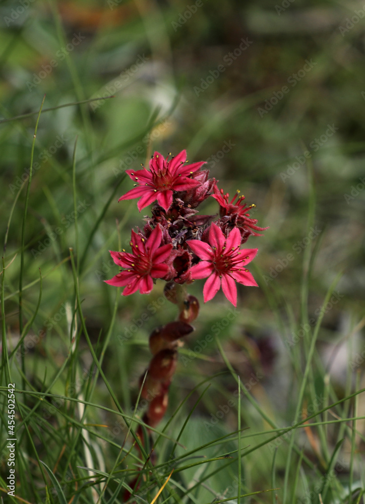 Houseleek Sempervivum on a meadow in the mountains Houseleek Sempervivum on a meadow in the mountains