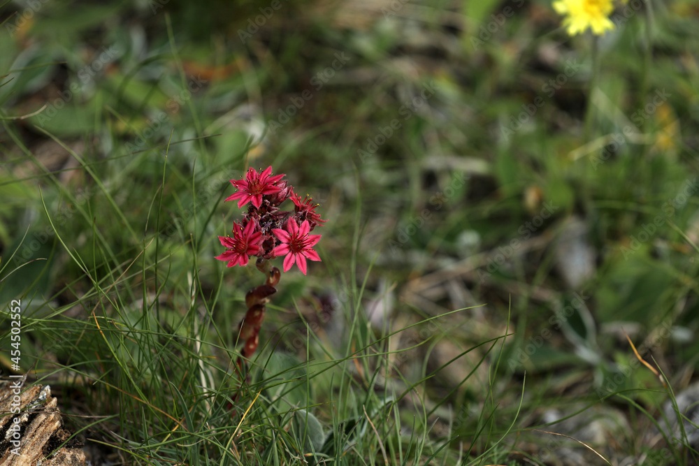 Houseleek Sempervivum on a meadow in the mountains Houseleek Sempervivum on a meadow in the mountains