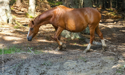 Domestic horses graze in the pine forest