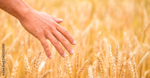 Farmer holds golden wheat spikes on ripening field background. Banner. Harvest concept.