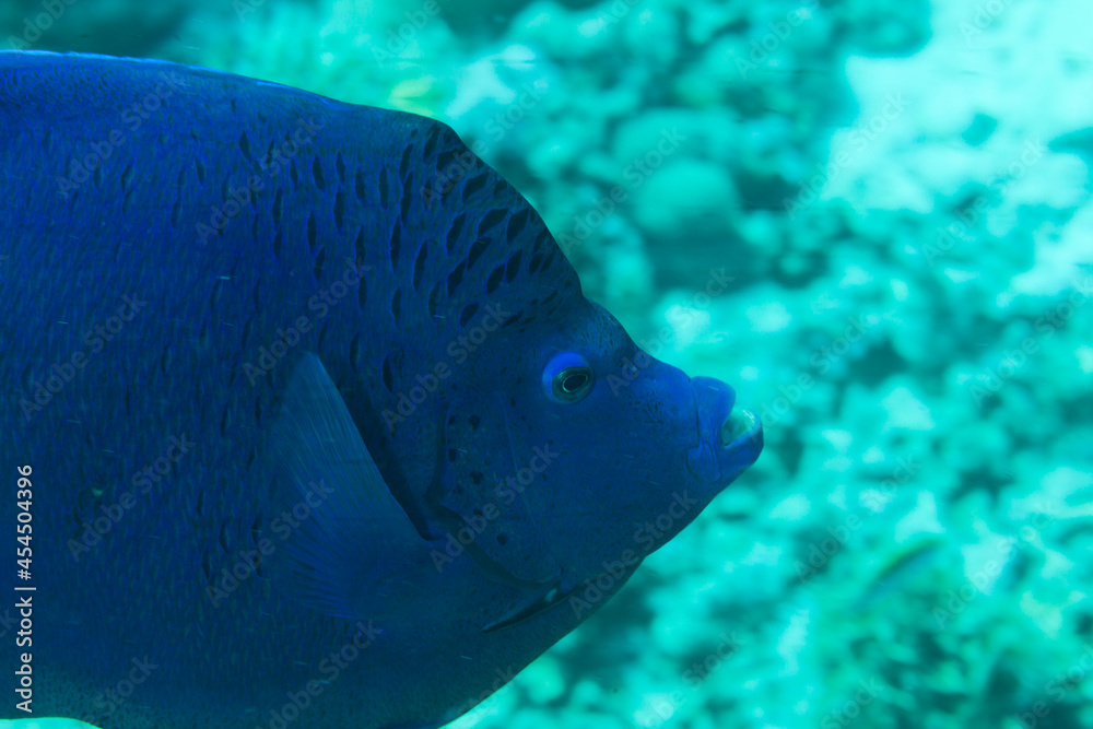 Fish of the Red Sea. Yellowbar angelfish Fish of the Red Sea. Yellowbar angelfish