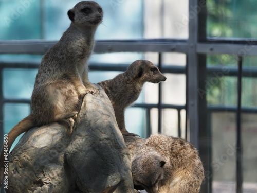 Spent at Kiryu Zoo in the summer photo