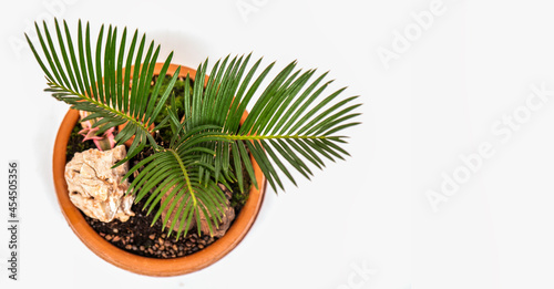 Cycas siamensis is mostly grown as an ornamental plant. Scientific name: Cycas cirinalis L. Family name: Cycadaceae Common name: Cycas tree or Cycas palm.