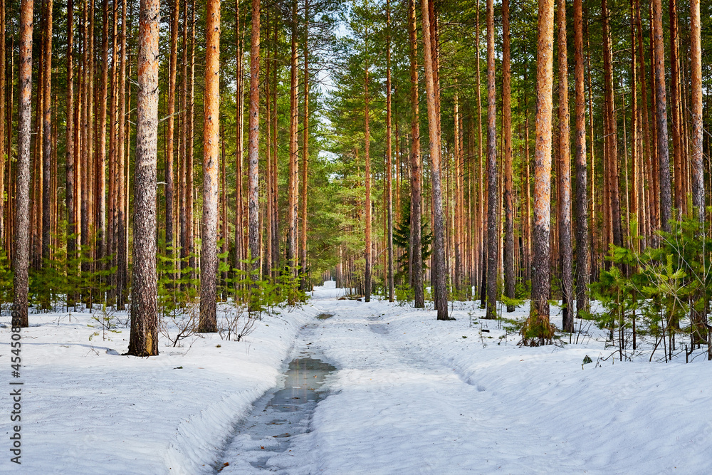 Trunks in a pine forest in winter day. Nature ladscape - obrazy, fototapety, plakaty 