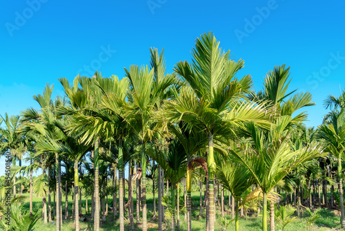 Areca palm or Areca nut tree is known as areca nut palm, betel palm, betel nut palm against the blue sky. photo