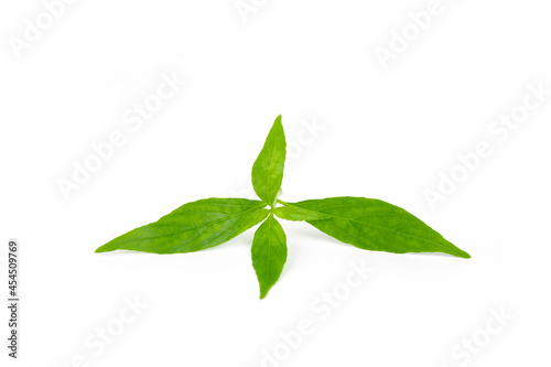 Fresh andrographis paniculata herbal plant isolated on white background, cut out.