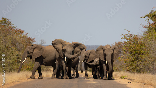 Photo a breeding herd of african elephants