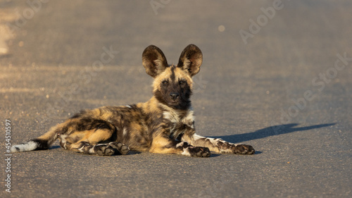 an African wild dog puppy 