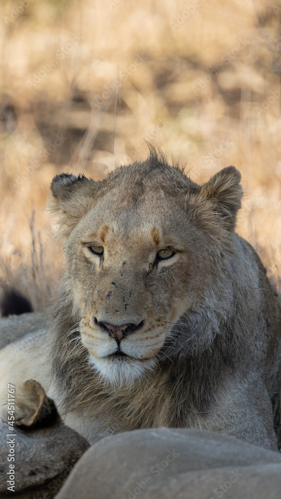 Obraz premium sub-adult male lion in the wild