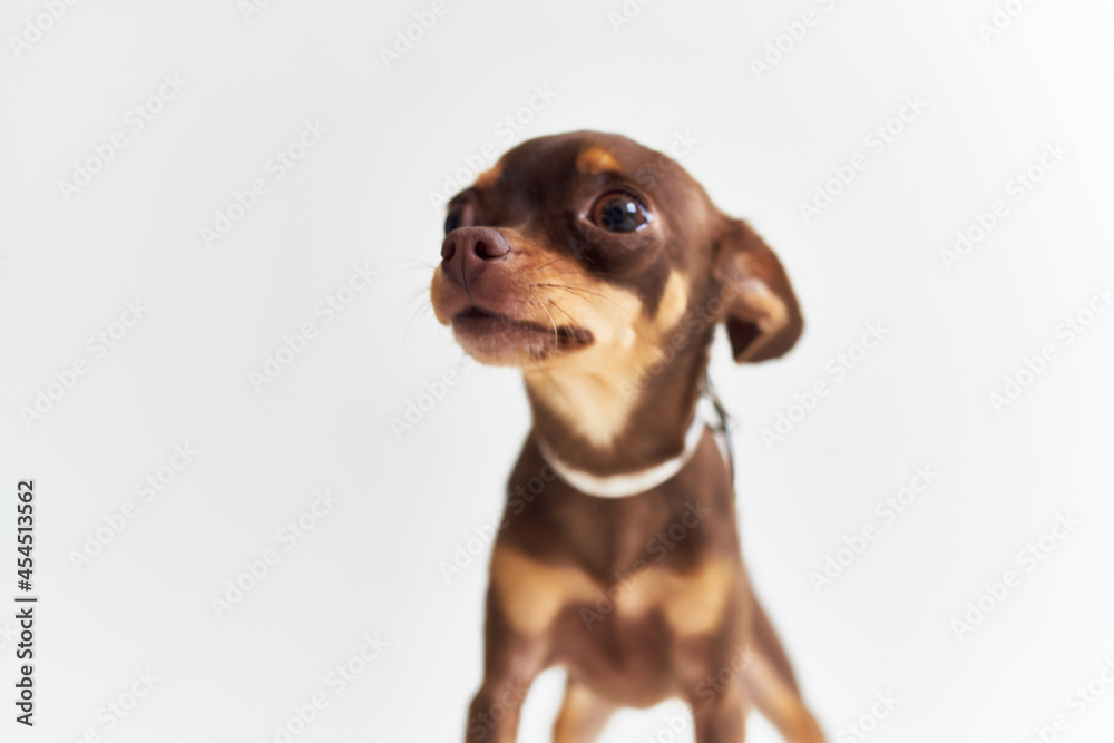 pedigree dog friend of human close-up isolated background