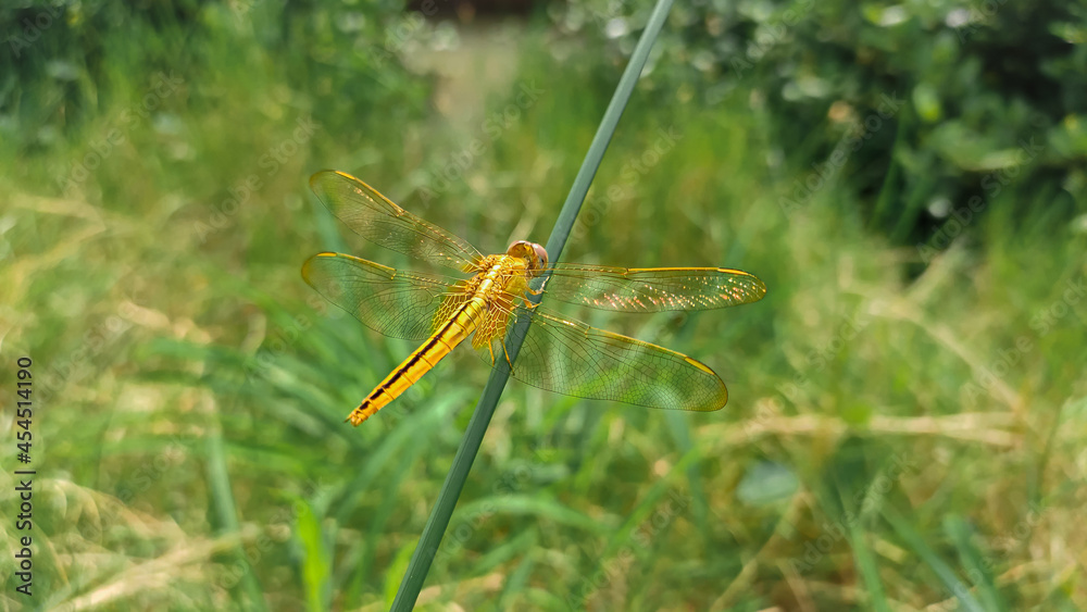 Yellow dragonfly on green stick Yellow dragonfly on green stick