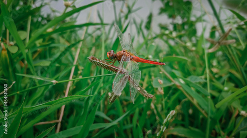 Scarlet skimmer red dragonfly on the grass © kishor