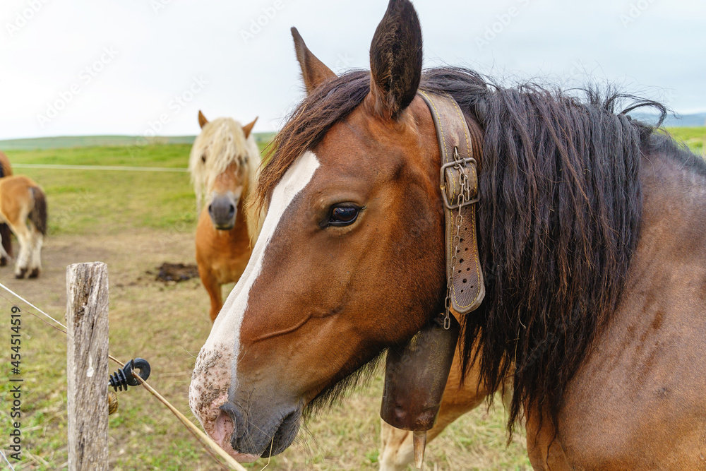 Fototapeta premium Couple of horses on countryside. Horizontal view of animals eating grazing in the meadow.
