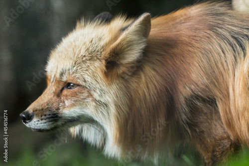 Rotfuchs auf der Pirsch