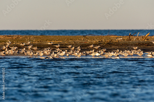 black head seagull colony, bay of musura, near sulina, romania photo