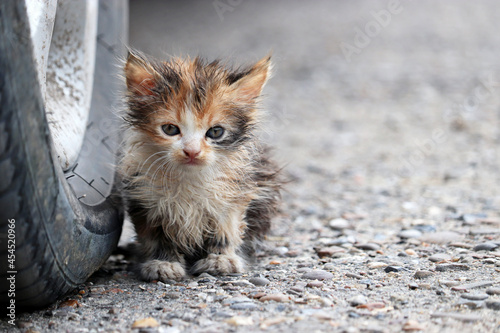 Little kitten sitting on a street near the car wheel. Portrait of stray dirty cat outdoors