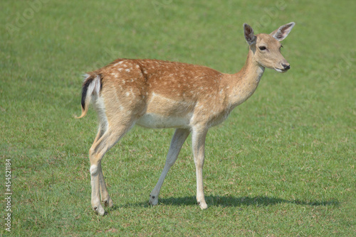 Female fallow deer posing on the grass. 
