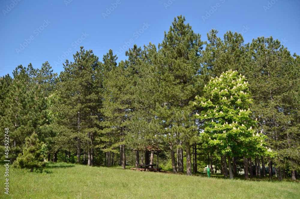 pine trees landscape in the spring pine trees landscape in the spring