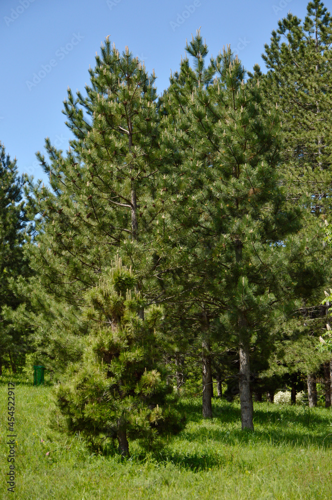pine trees landscape in the spring pine trees landscape in the spring