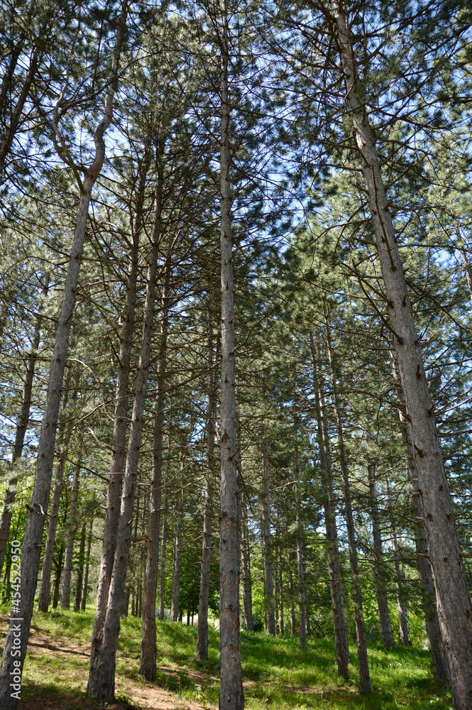 pine trees growing in the forest pine trees growing in the forest