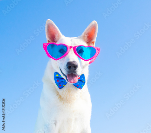happy dog with sunglasses © Natallia Vintsik