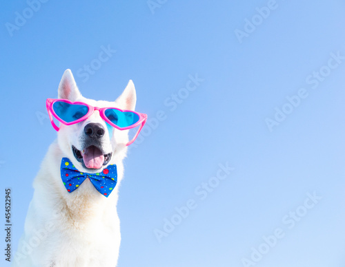 happy dog with sunglasses © Natallia Vintsik