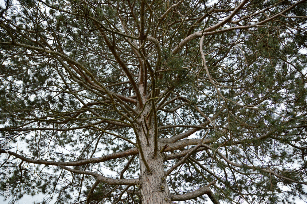 pine trees landscape in the spring pine trees landscape in the spring