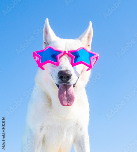 happy dog with sunglasses