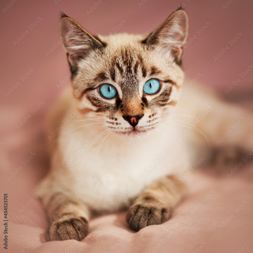A cute tabby Thai kitten with blue eyes is lying on a bed with a soft pink blanket in the early morning. Home comfort. A cute tabby Thai kitten with blue eyes is lying on a bed with a soft pink blanket in the early morning. Home comfort.