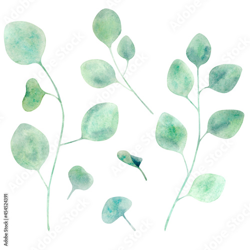 Watercolor botanical set with eucalyptus branches and leaves on white background. Hand drawn isolated collection with eucalyptus for wedding decoration, prints and textile