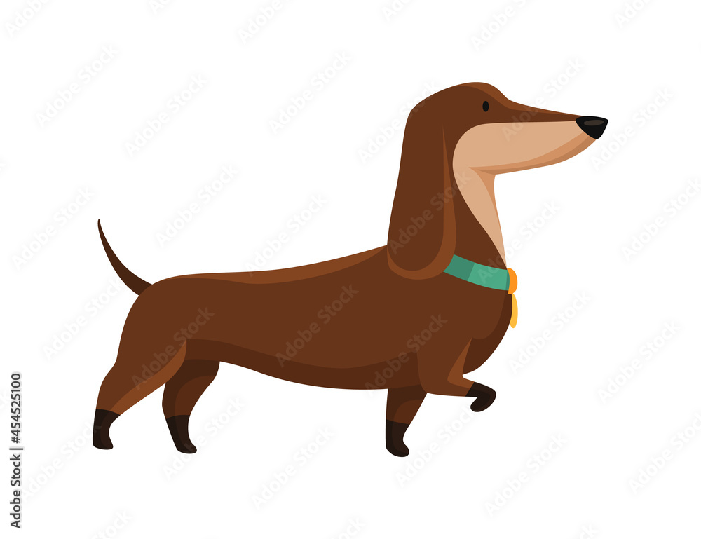 Dog dachshund. Cute funny character portrait. Short-legged pet with long body goes. Adorable cartoon vector illustration