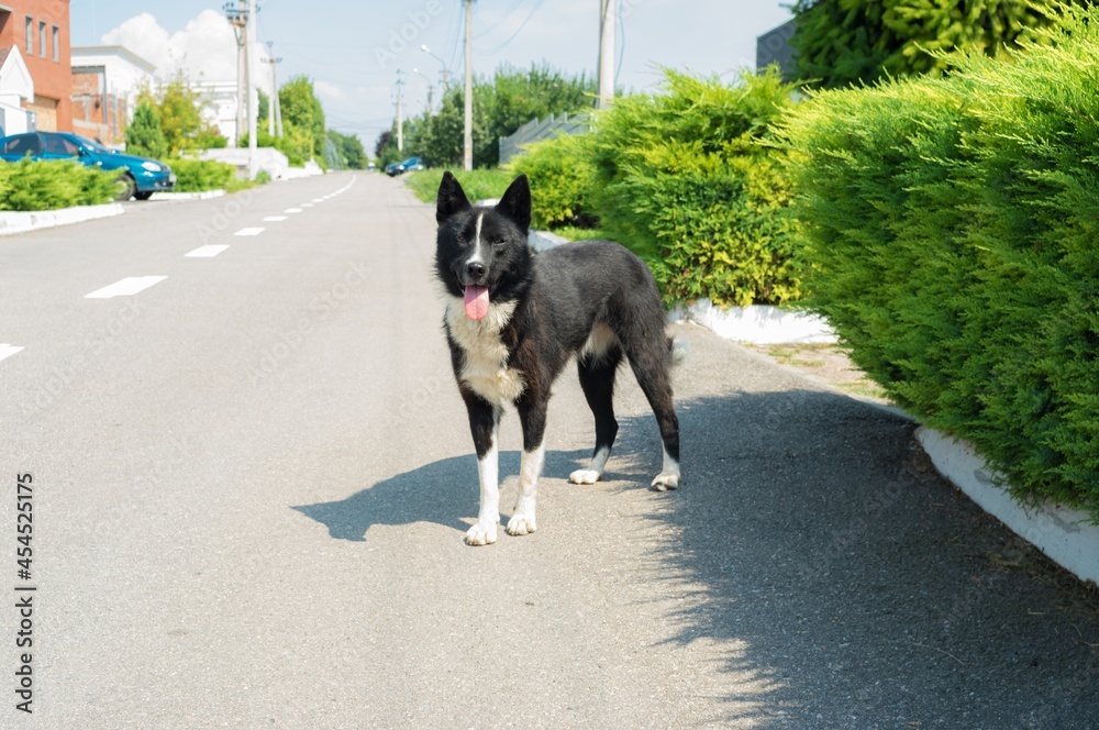 Cute black and white mixed breed of husky dog standing on asphalt road on the Ukrainian village street and looking with interest around at summer season .