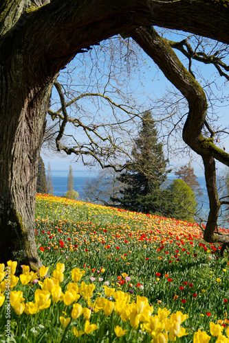 Fotografi a beautiful spring meadow full of colorful tulips on island Mainau with lake Con