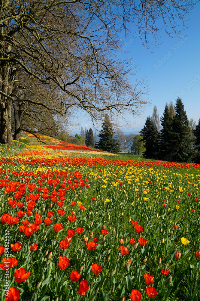 a lush spring meadow full of colourful tulips on Flower Island Mainau with lake Constance in the background (Germany)	