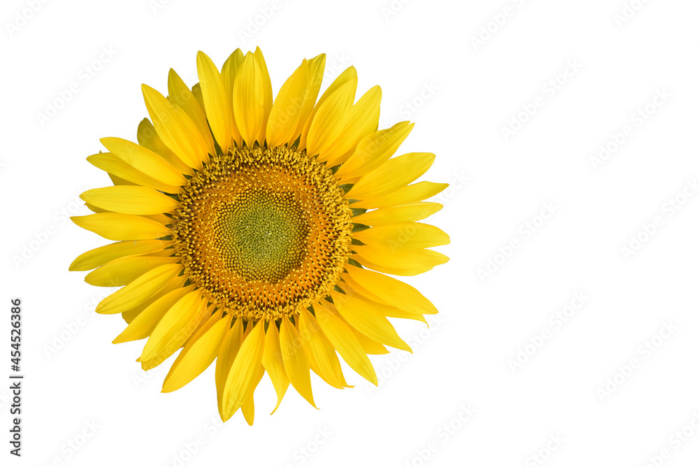 sunflower isolated on white background
