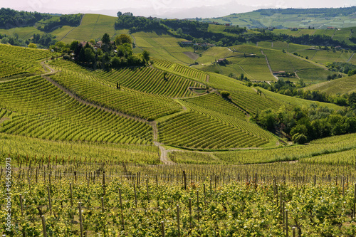 Vineyards of Langhe  Piedmont  Italy near Alba at May
