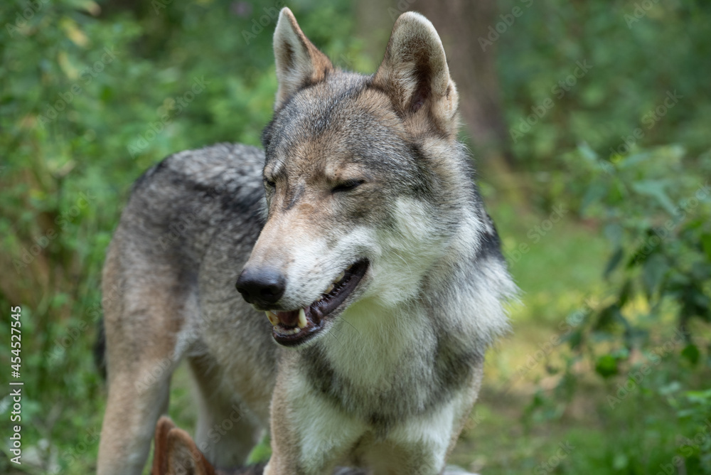 Naklejka premium Wolf Growling