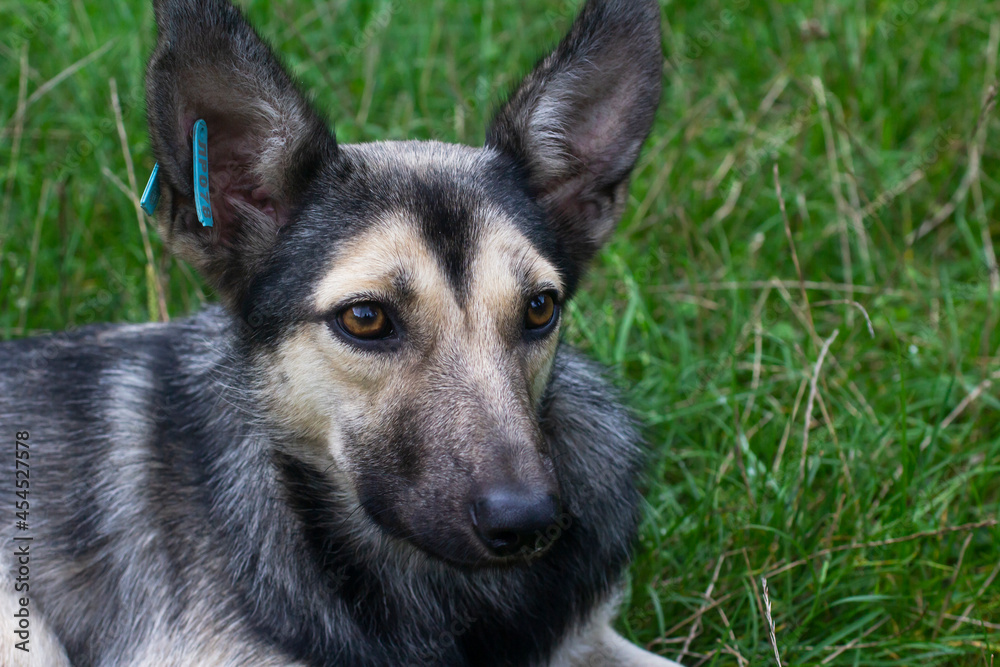 Muzzle of a mongrel dog with a tag in the ear.