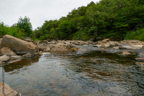 river in the forest